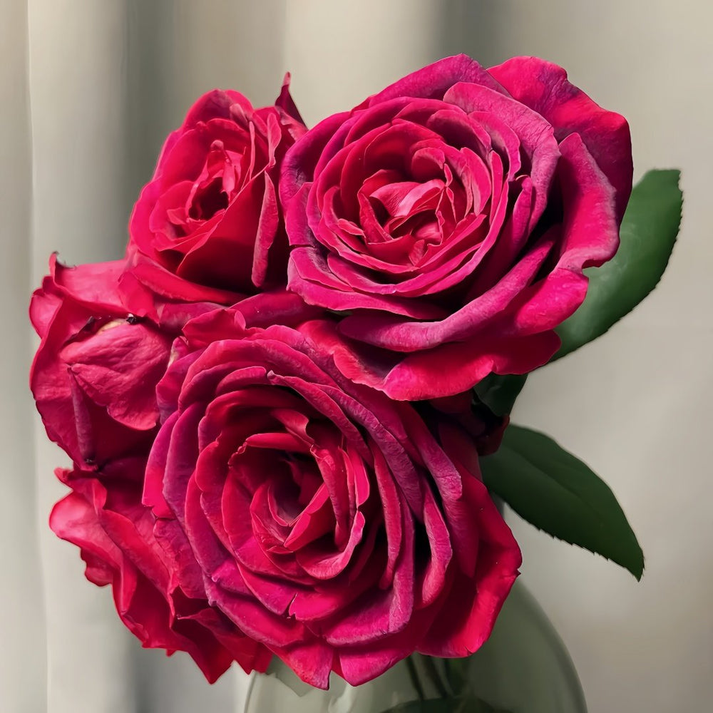 Papa Meilland Rose Plant｜玫昂爸爸 image 7