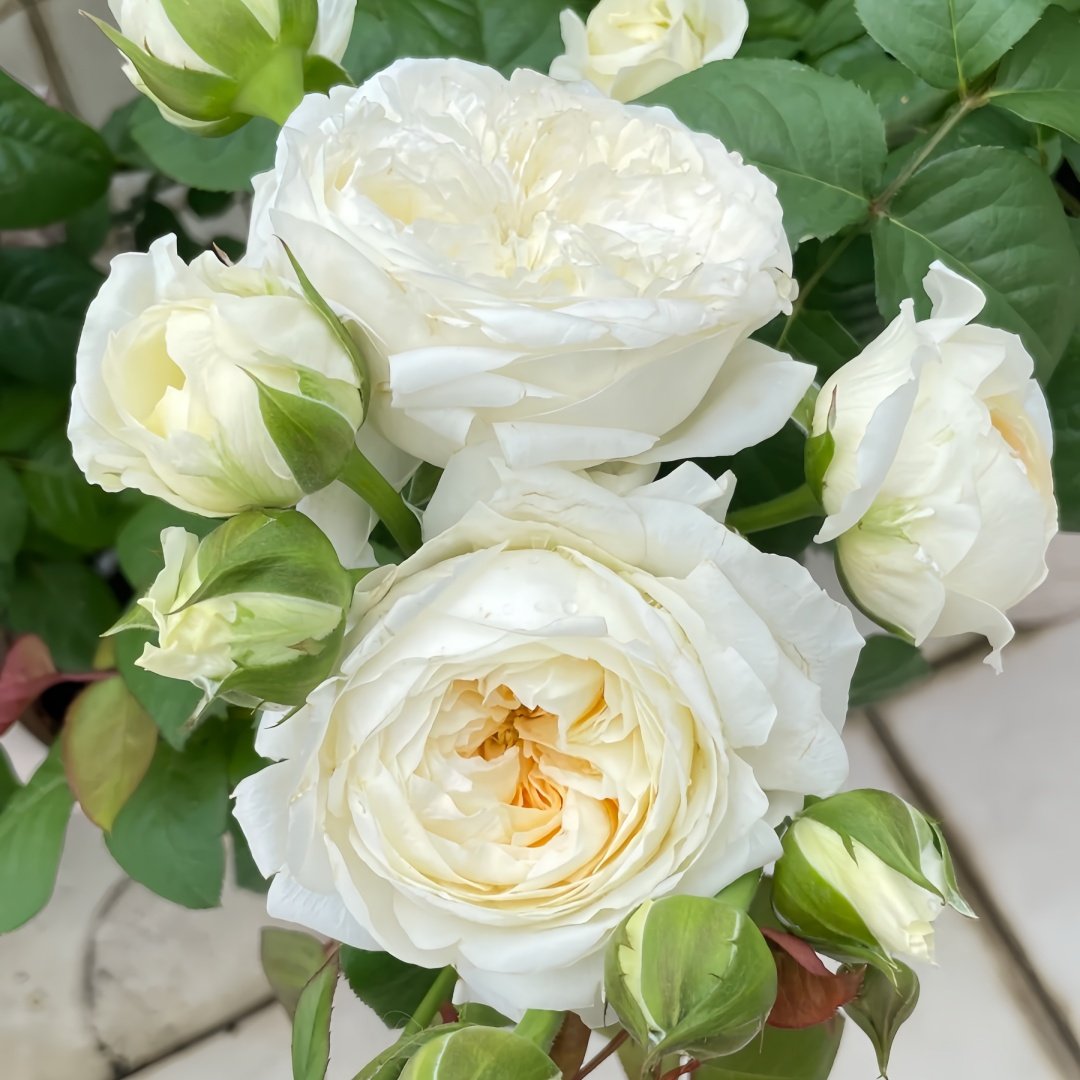 Moon Fairy Rose Plant|皎月仙子 image 6
