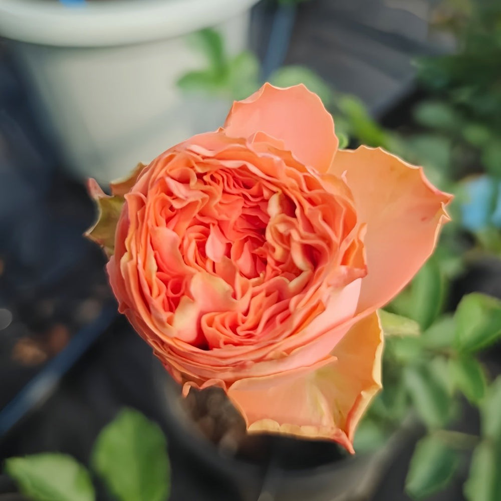 Garden City Rose Plant｜花园城市 image 4