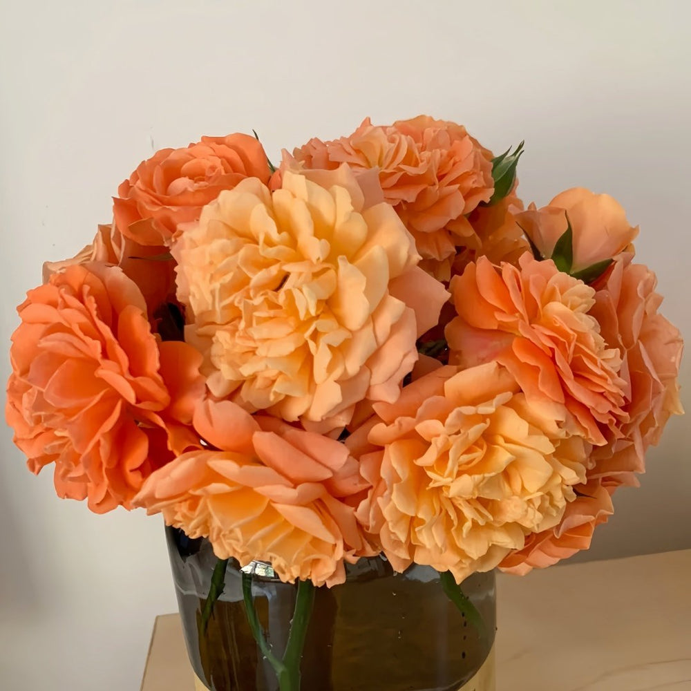 Saturnus King Terazza Rose Plant|土星王阳台 image 6