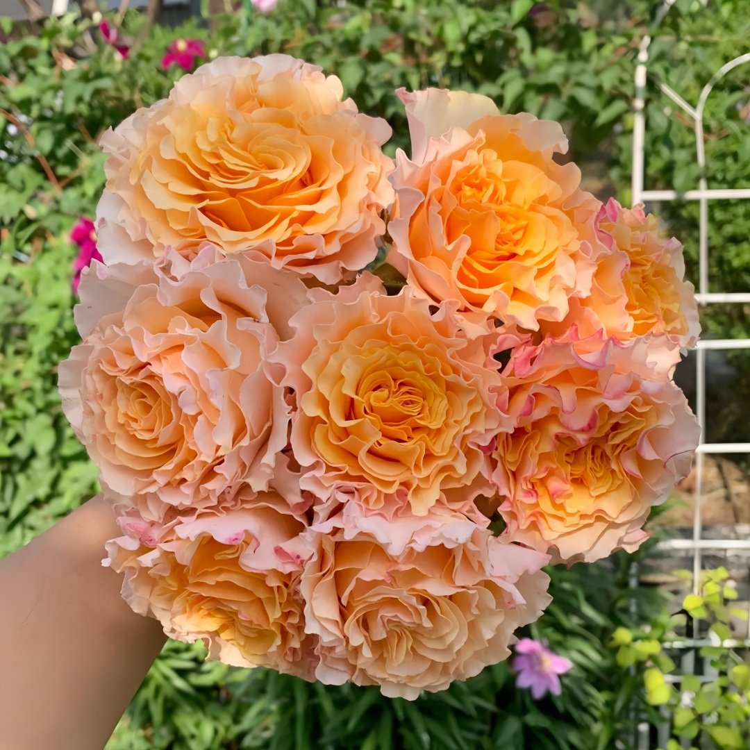 La Campanella Rose Plant｜橙色舞裙 image 2