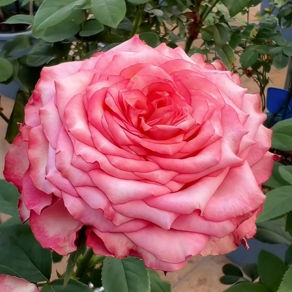 Country Spirit House Rose Plant ｜乡村雅舍 image 5