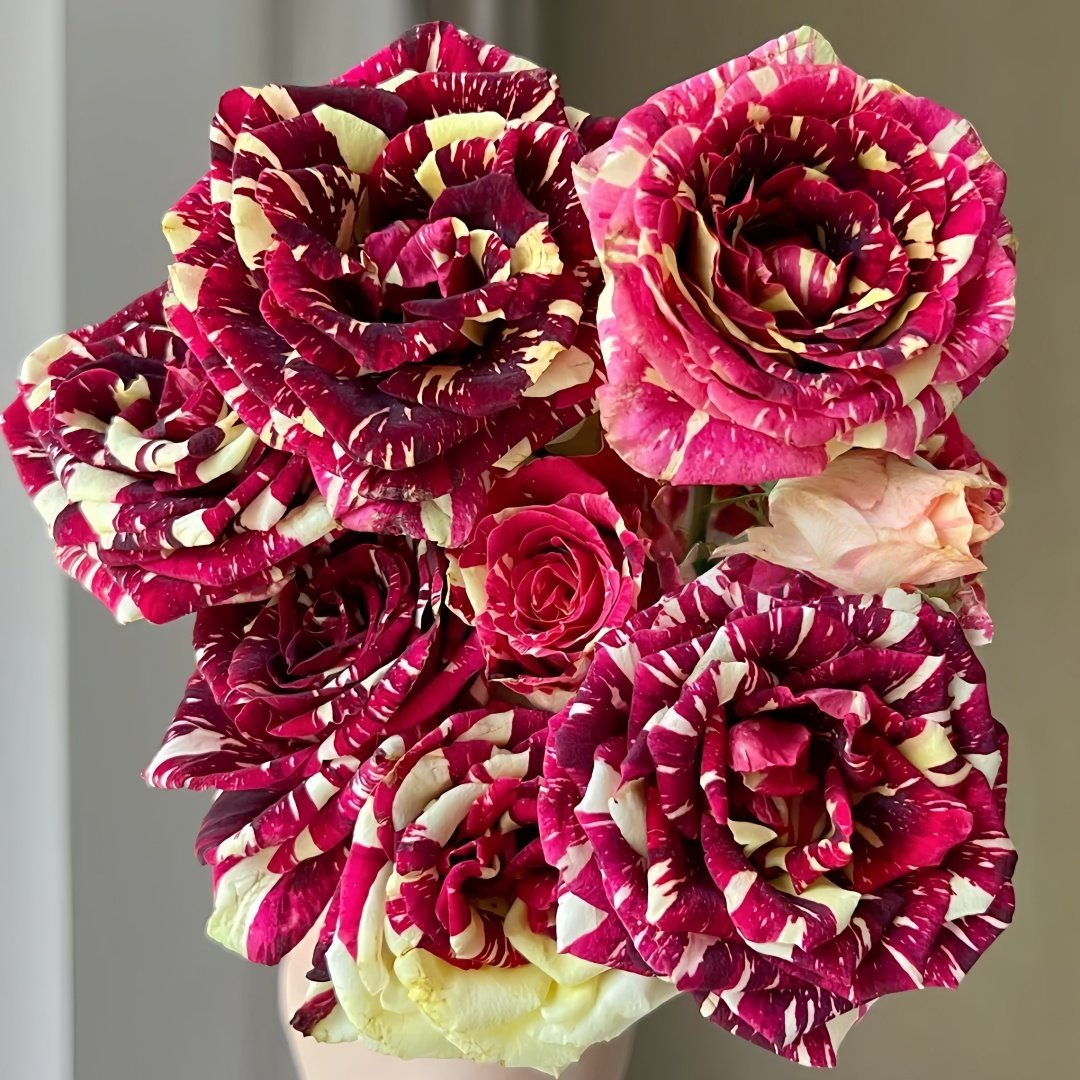 Abracadabra Rose Plant|流星雨 image 7