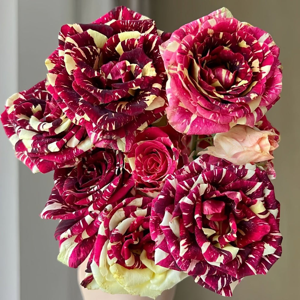 Abracadabra Rose Plant|流星雨 image 7