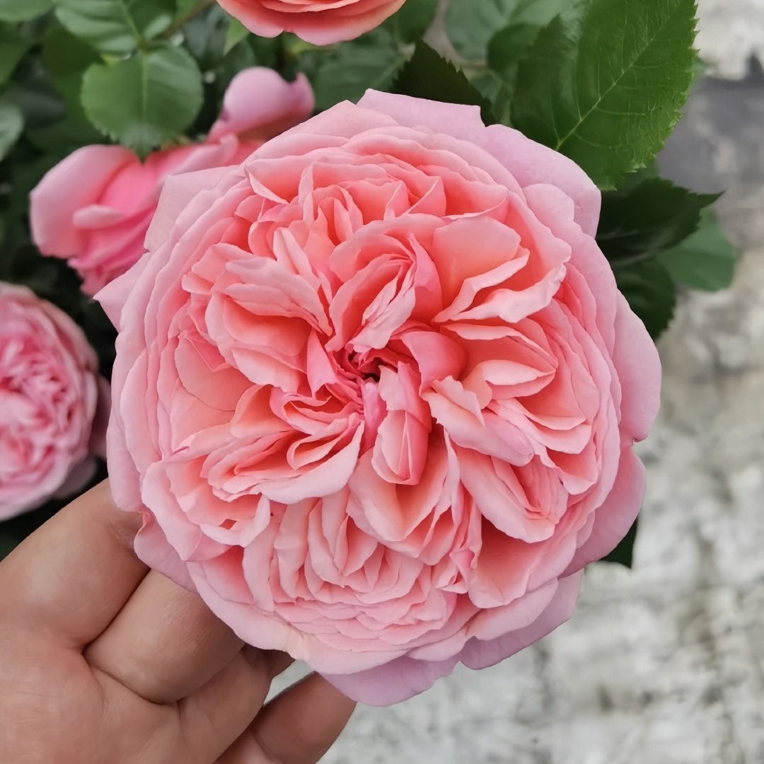 Paul Klee Rose Plant|保罗克利 image 4