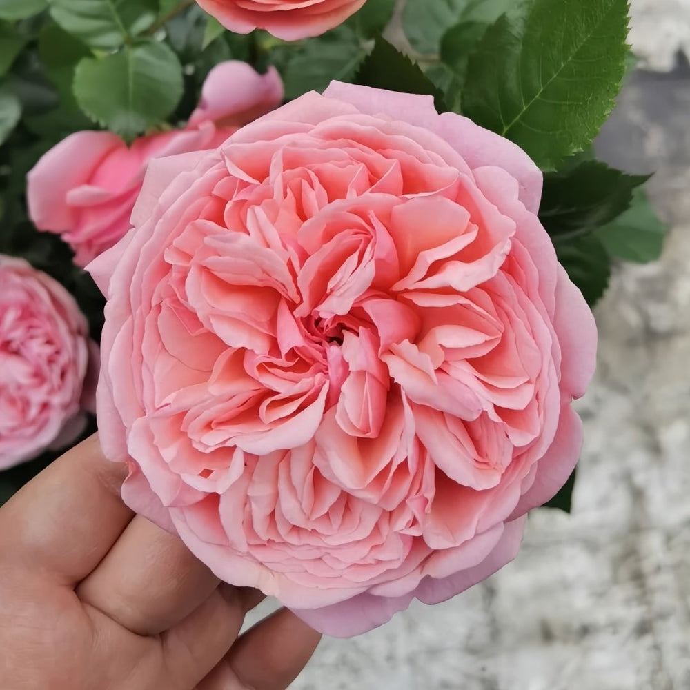 Paul Klee Rose Plant|保罗克利 image 4
