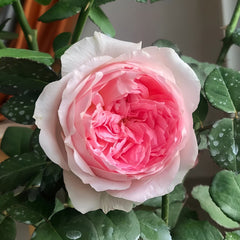 Bel Canto Rose Plant｜美声唱法 image 1