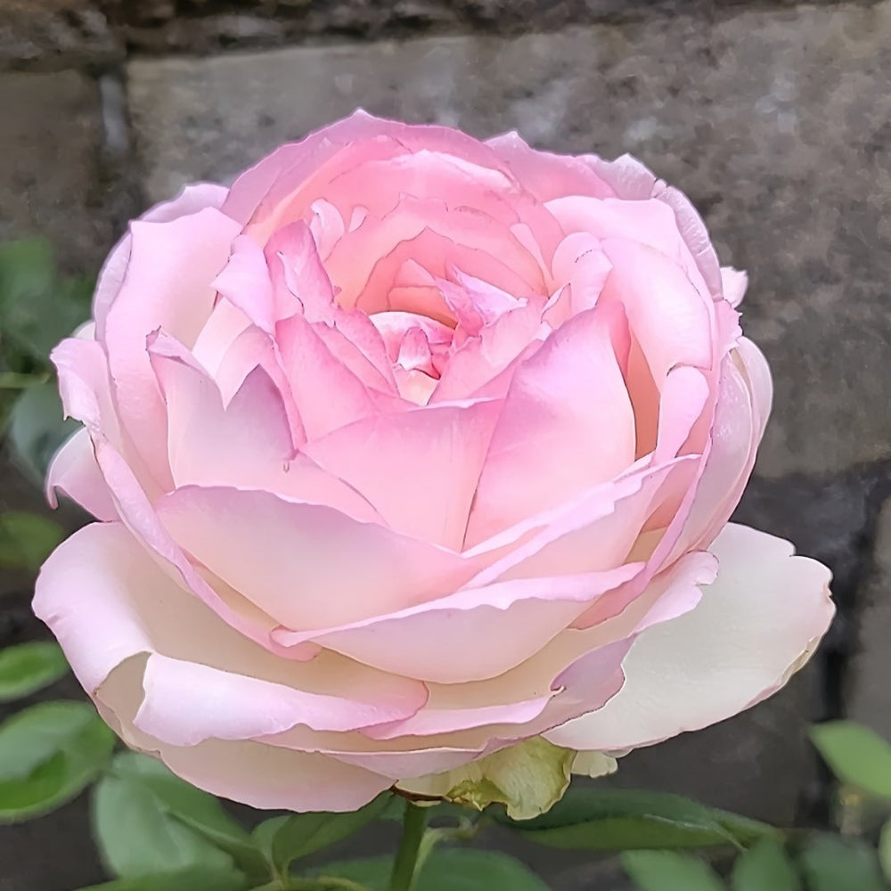 Optimiste Rose Plant｜乐天派 image 5