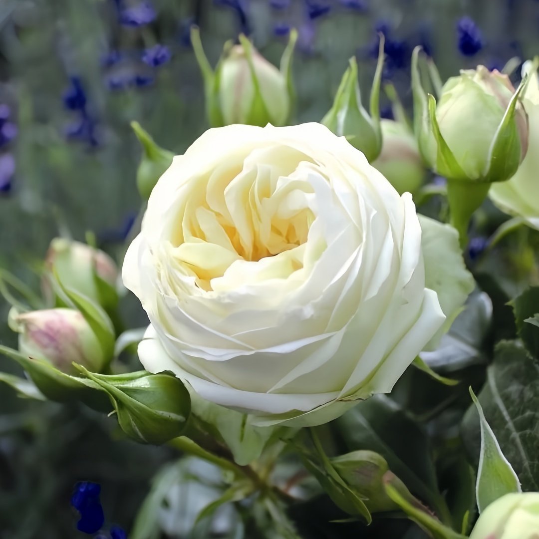 Wedding Piano Rose Plant|婚礼钢琴 image 7