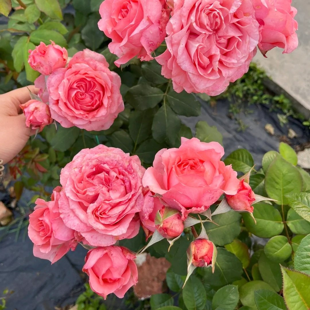 Corail Gelee Rose Plant｜珊瑚果冻 image 8
