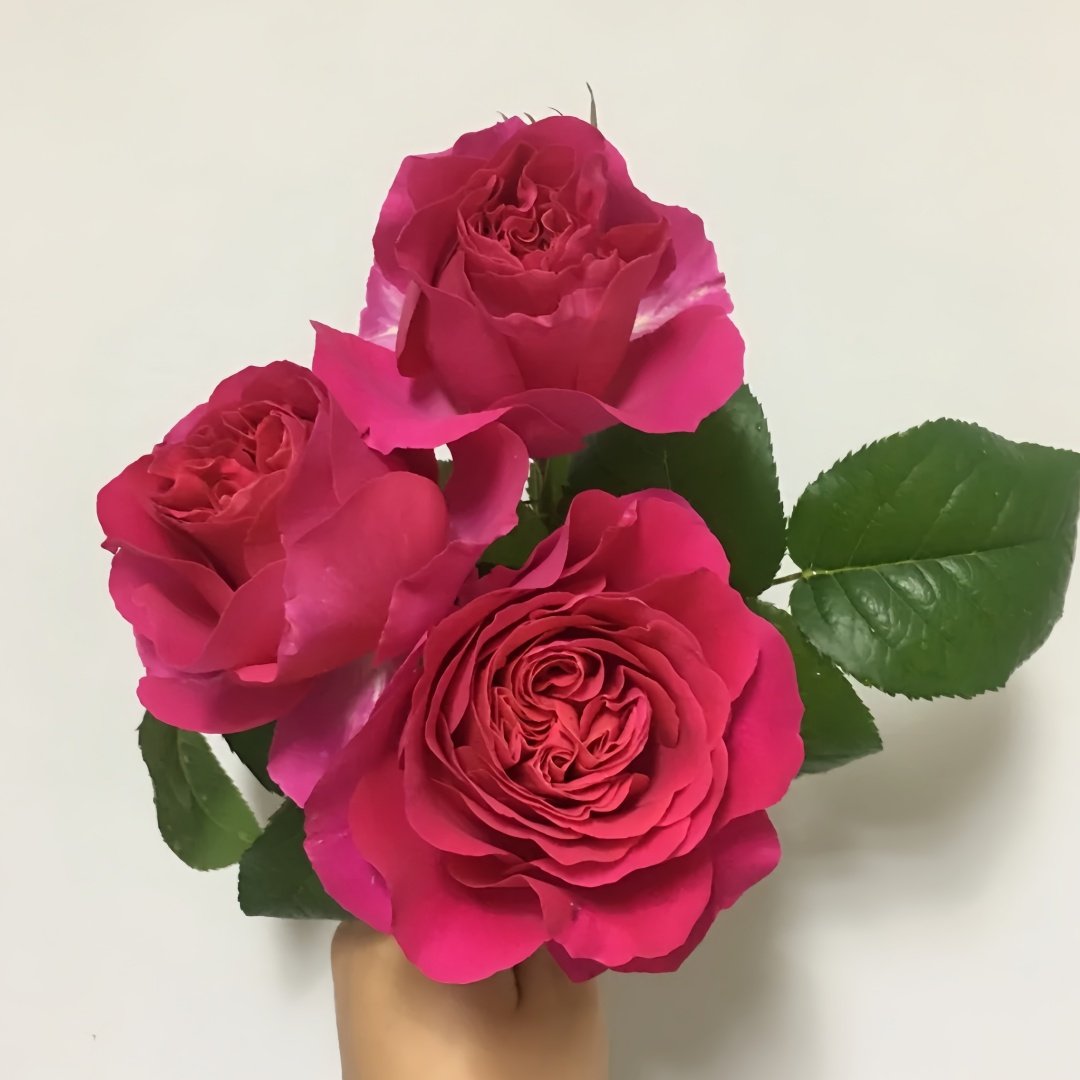 Kate Rose Plant｜凯特 image 5
