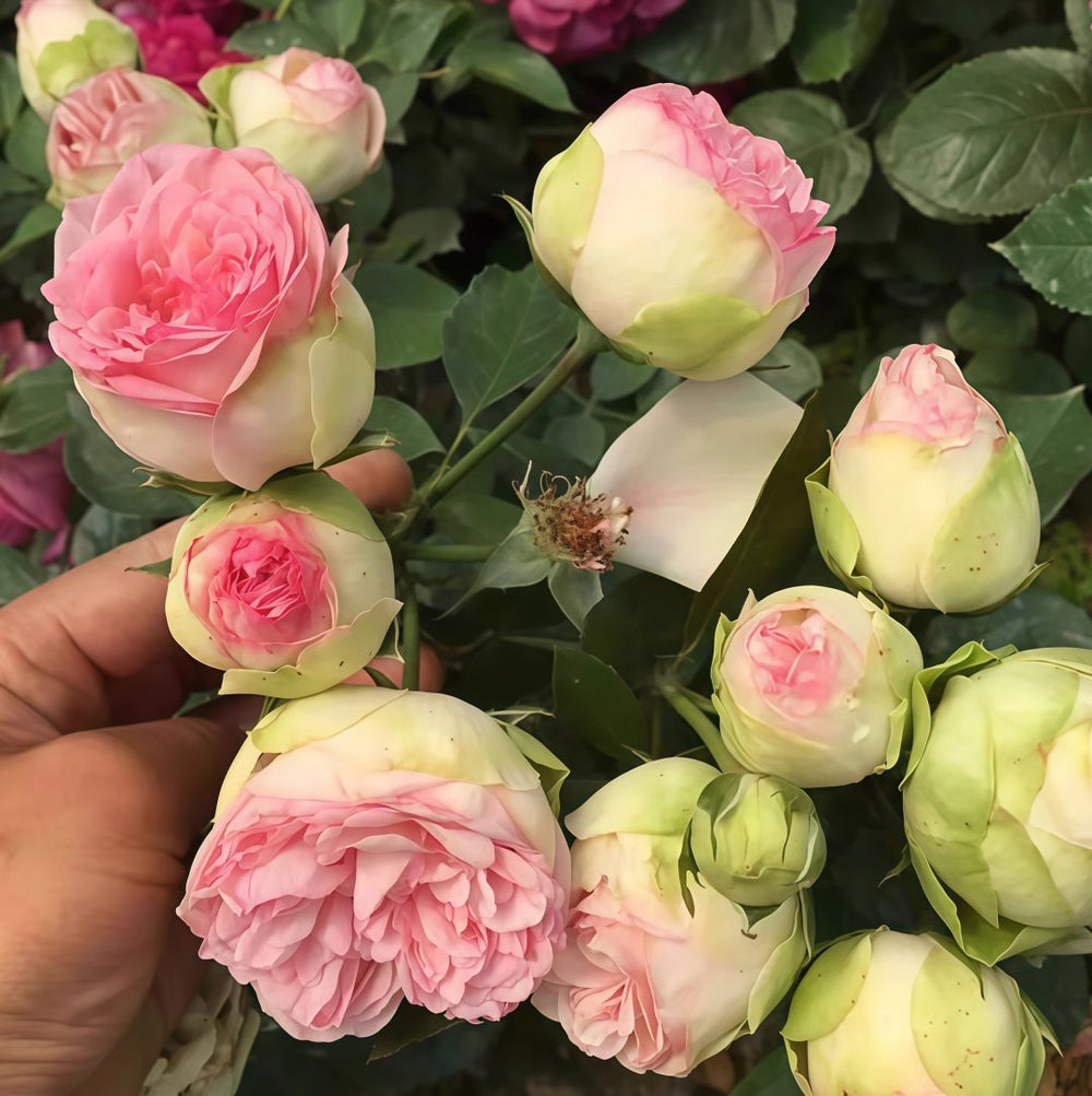 Charming Piano Rose Plant | 妩媚钢琴 image 8