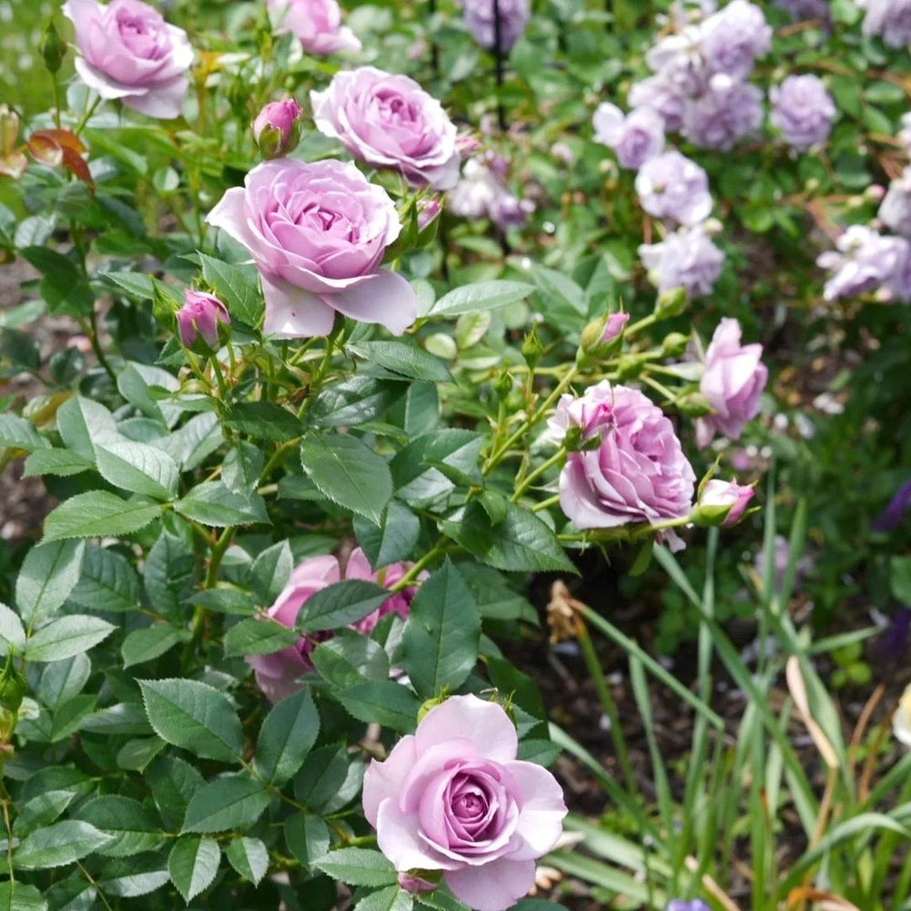 Lavender Flower Circus Rose Plant｜薰衣草门廊 image 12