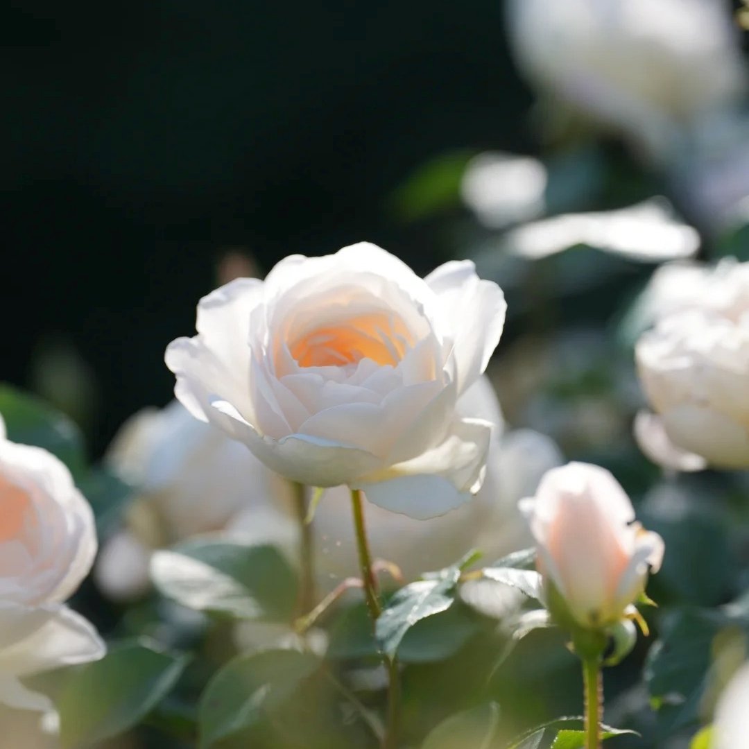 Claire Austin Rose Plant|克莱尔奥斯汀 image 11