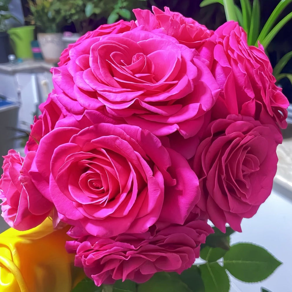 Pink Floyd Rose Plant｜弗洛伊德 image 9