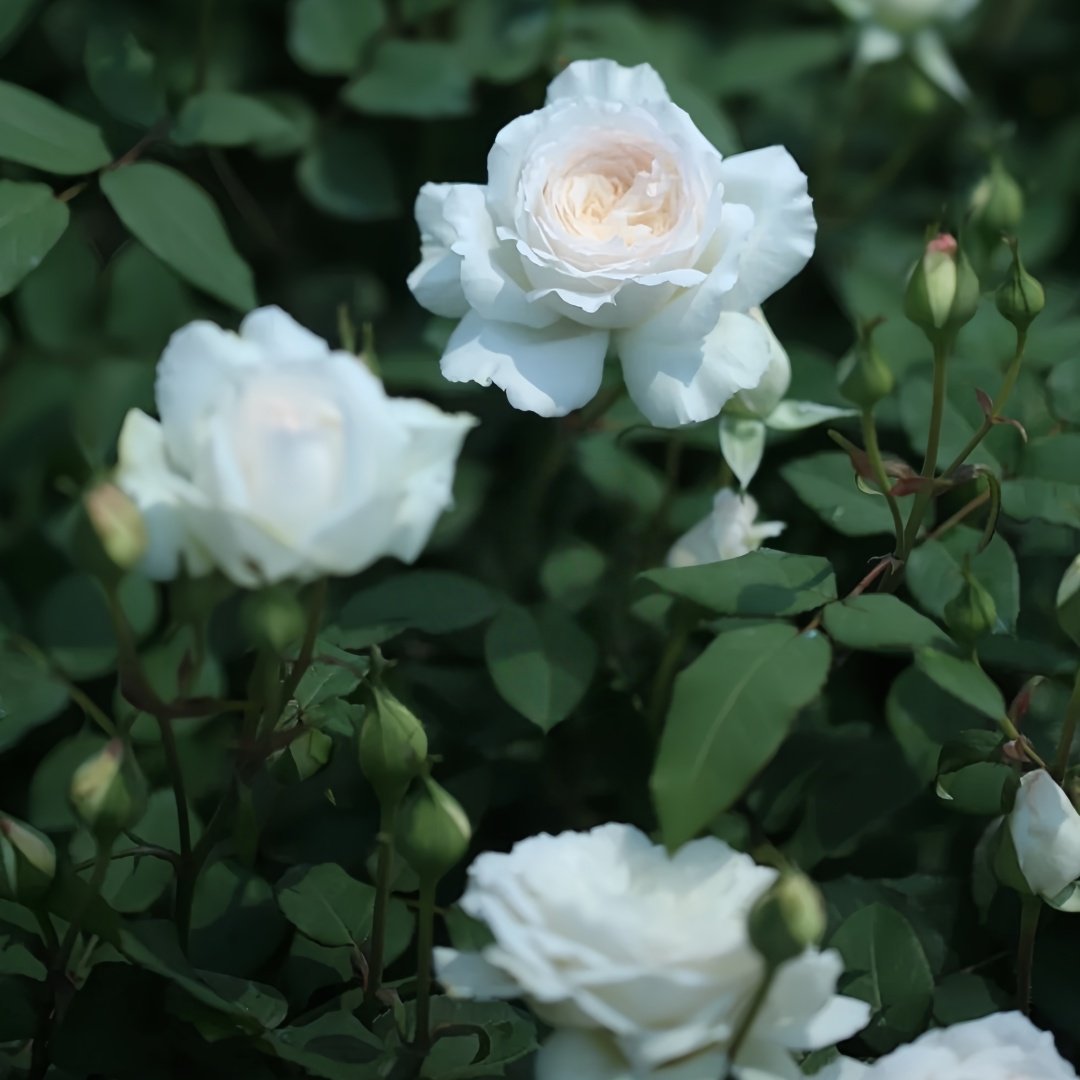 Shilabe Rose Plant|音调 image 9