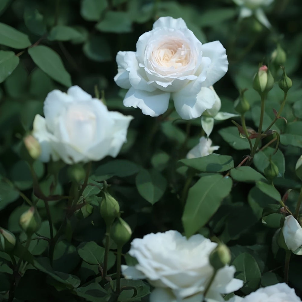 Shilabe Rose Plant|音调 image 9