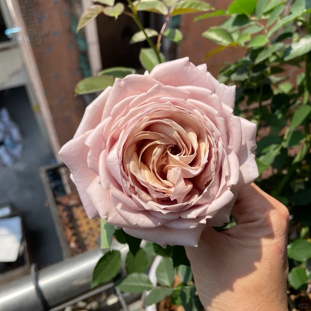 Charity Rose Plant | 慈善 image 2