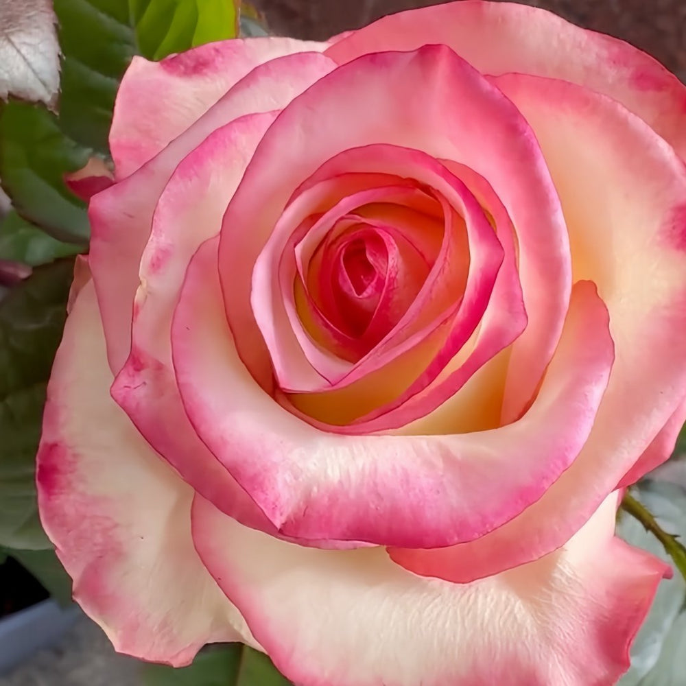 Tormenta Rose Plant｜托尔门塔 image 2