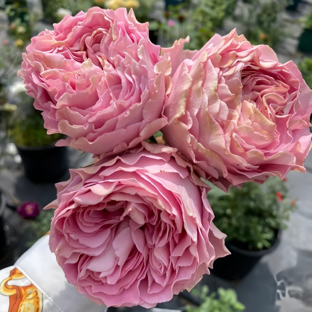 All four boughet Rose Plant｜四花 image 7