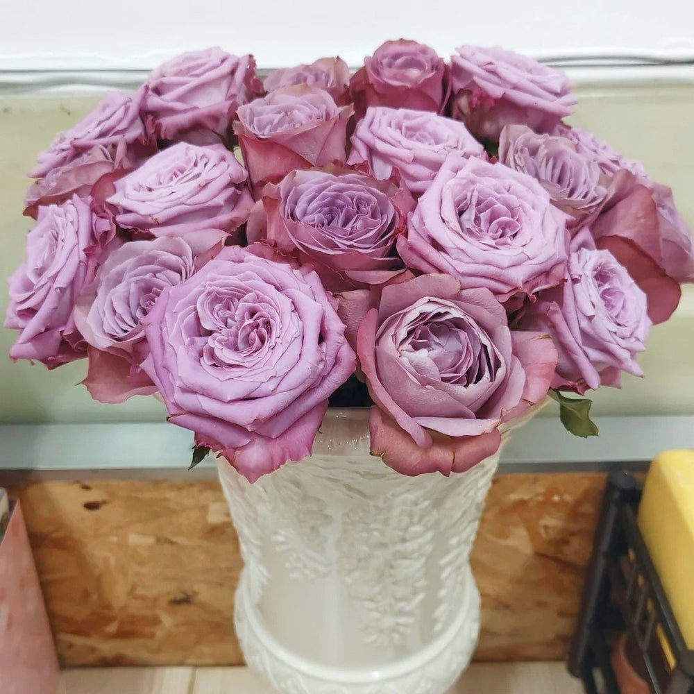 Montmartre Rose Plant｜蒙马特 image 2