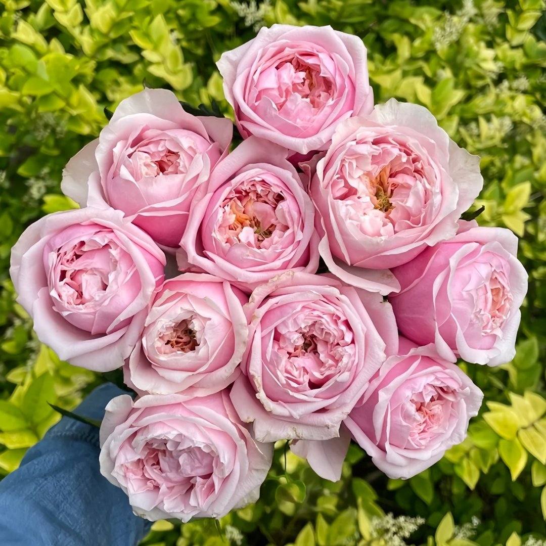 Notting Hill Rose Plant|诺丁山 image 6