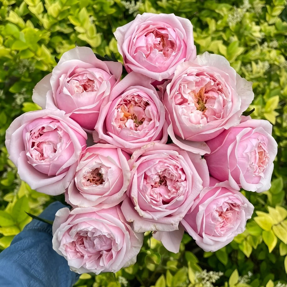 Notting Hill Rose Plant|诺丁山 image 6