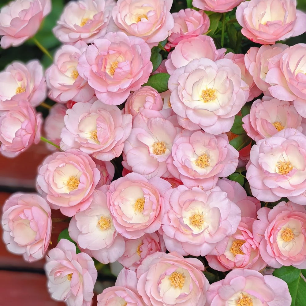 Strawberry Macaron Rose Plant｜草莓杏仁饼 image 6