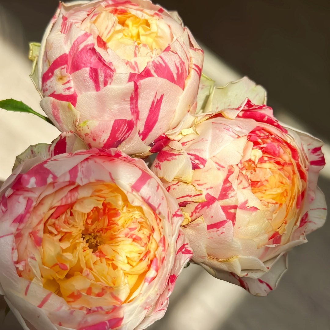 Party Ranuncula Rose Plant|狂欢派对 image 7