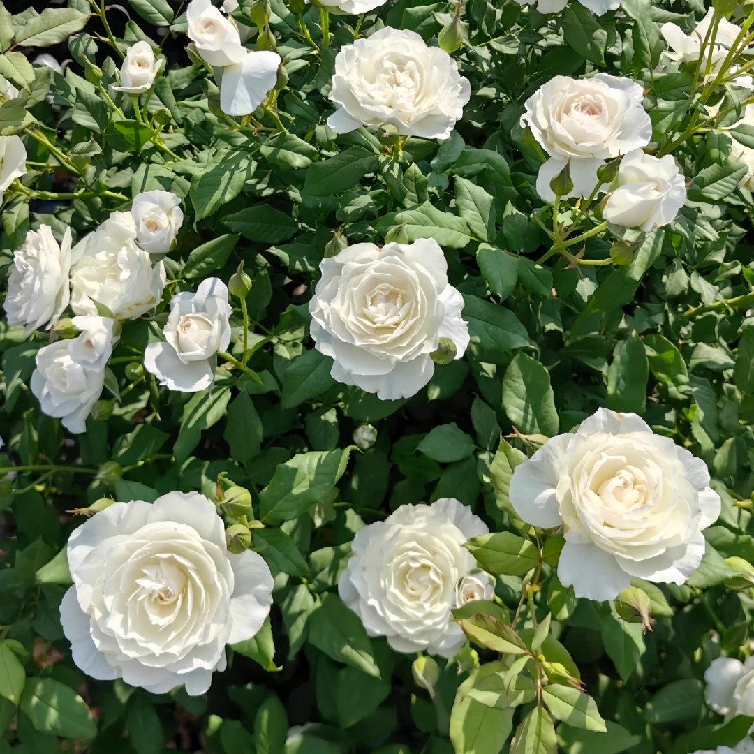 Shizuku Rose Plant|心之水滴 image 9