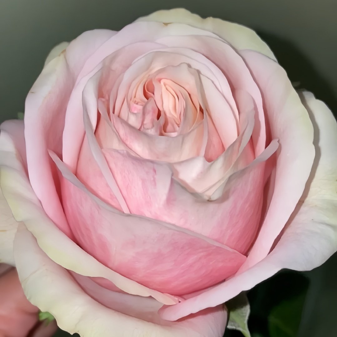 Lyon Llumieres Rose Plant|优雅 image 6
