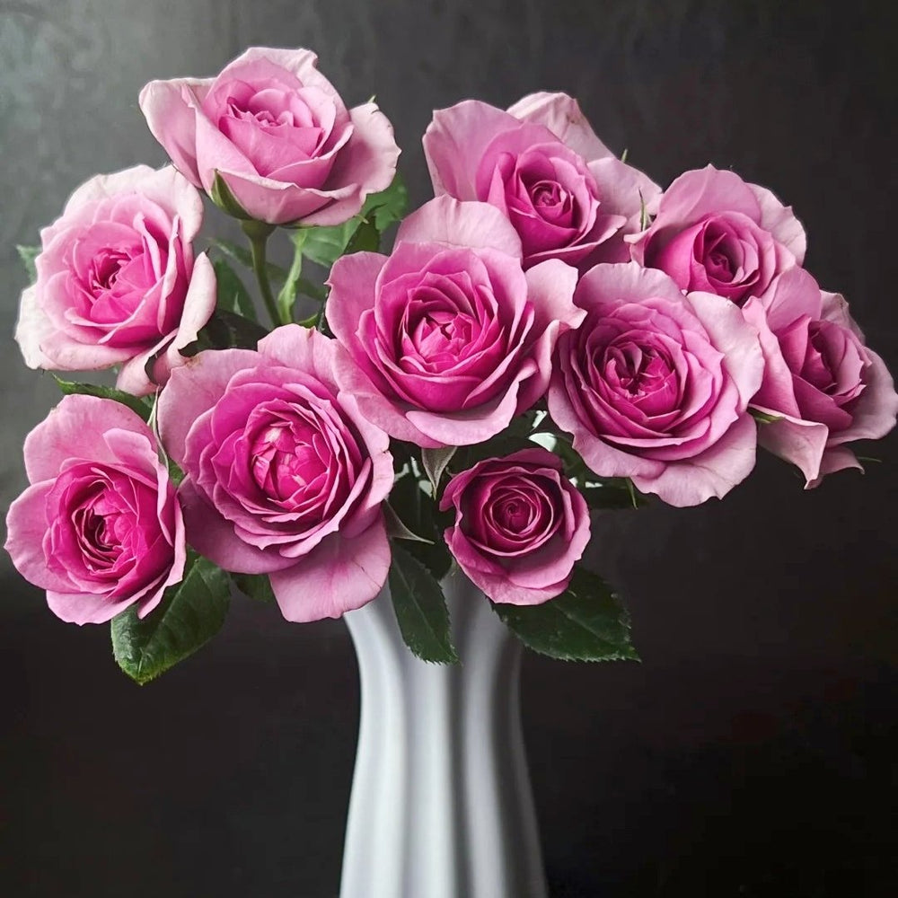 Lavender Flower Circus Rose Plant｜薰衣草门廊 image 15