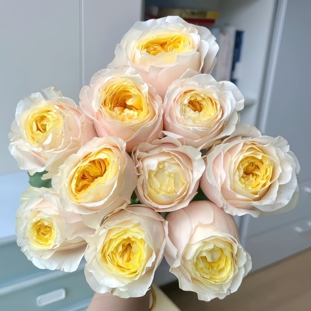 Teresa Rose Gulya Rose Plant｜特蕾莎 image 0