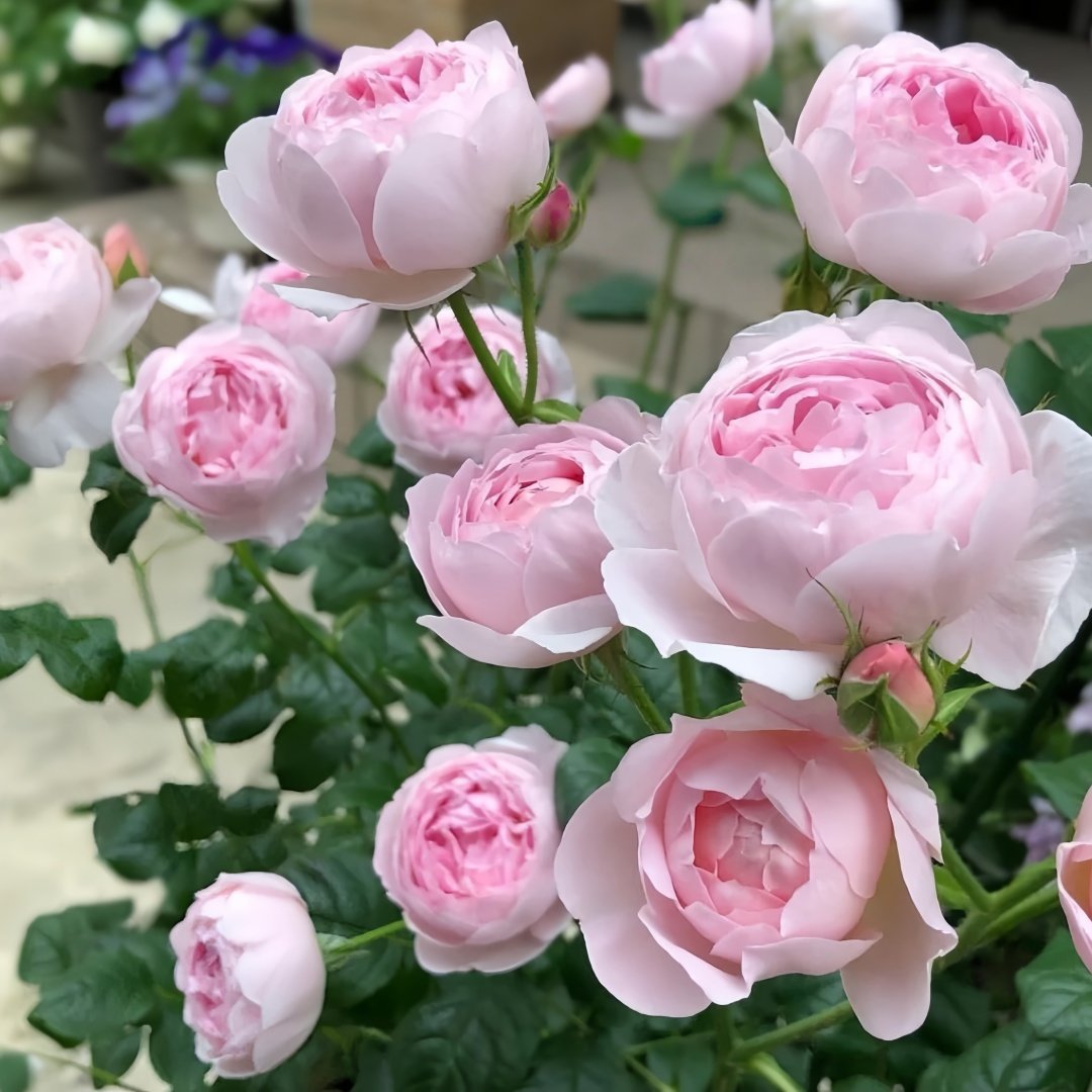 Geoff Hamilton Rose Plant｜杰夫汉密尔顿 image 4