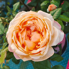 Capri Rose Plant | 卡普里 image 0