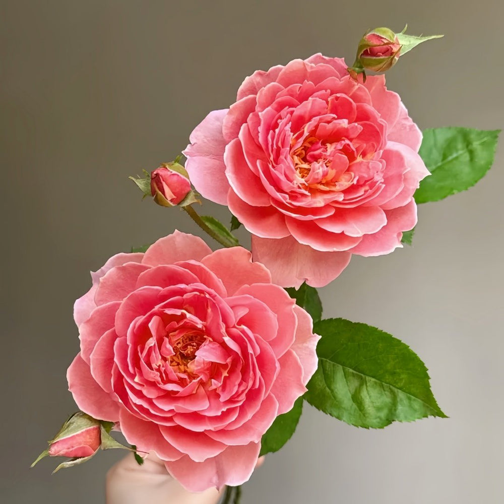 Akane Rose Plant|茜 image 4