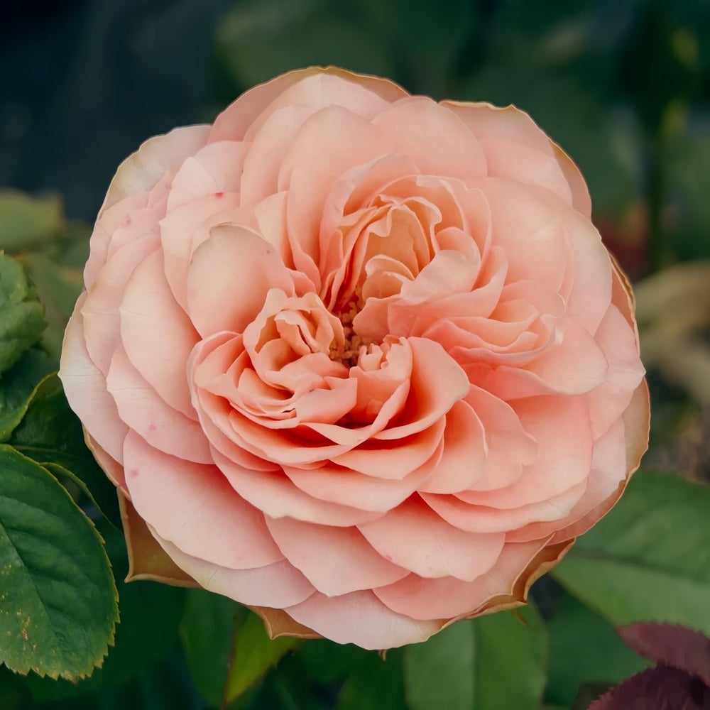 Kahala Rose Plant|卡哈拉 image 3