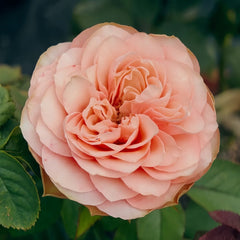 Kahala Rose Plant|卡哈拉 image 3