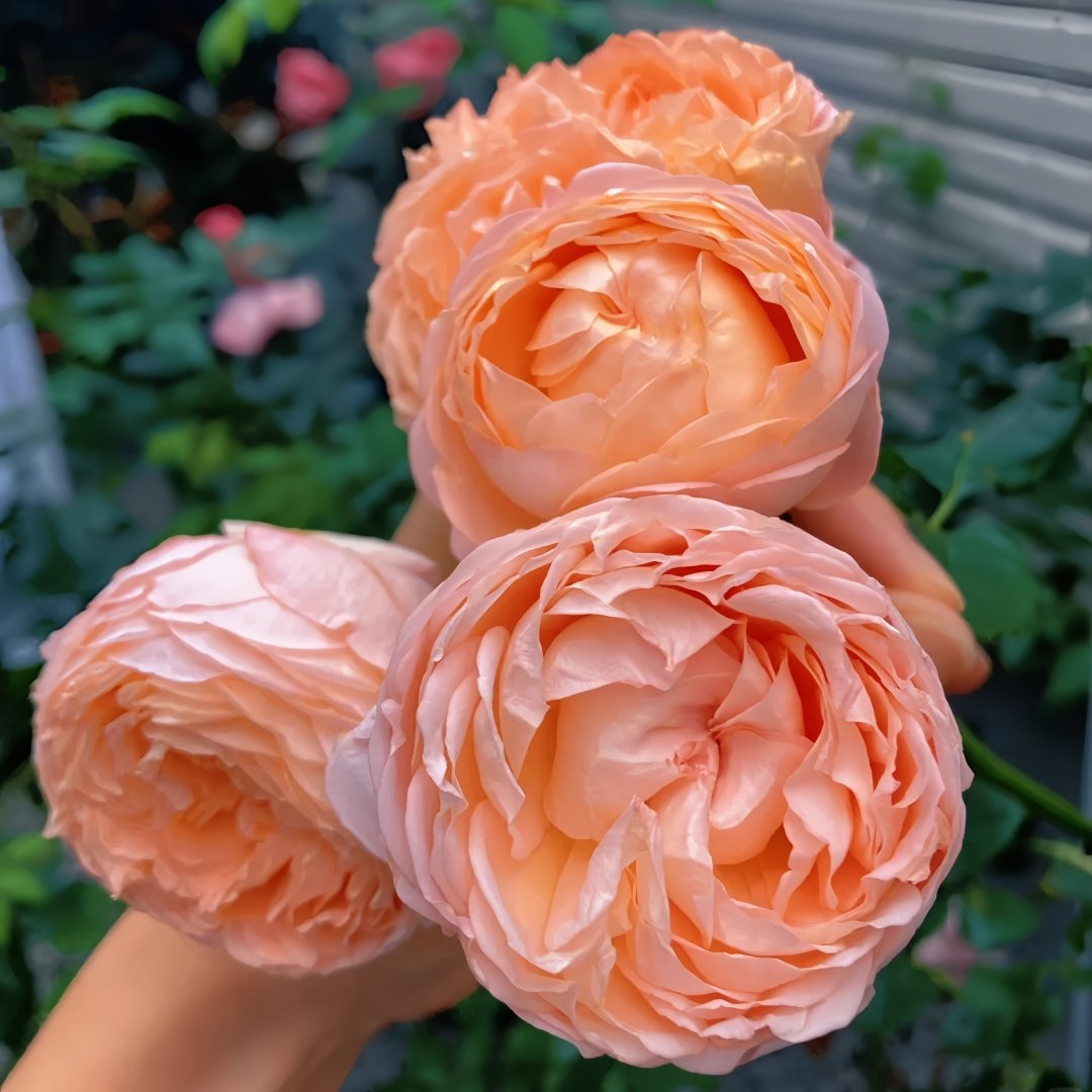 Confiture Rose Plant | 果酱 image 8