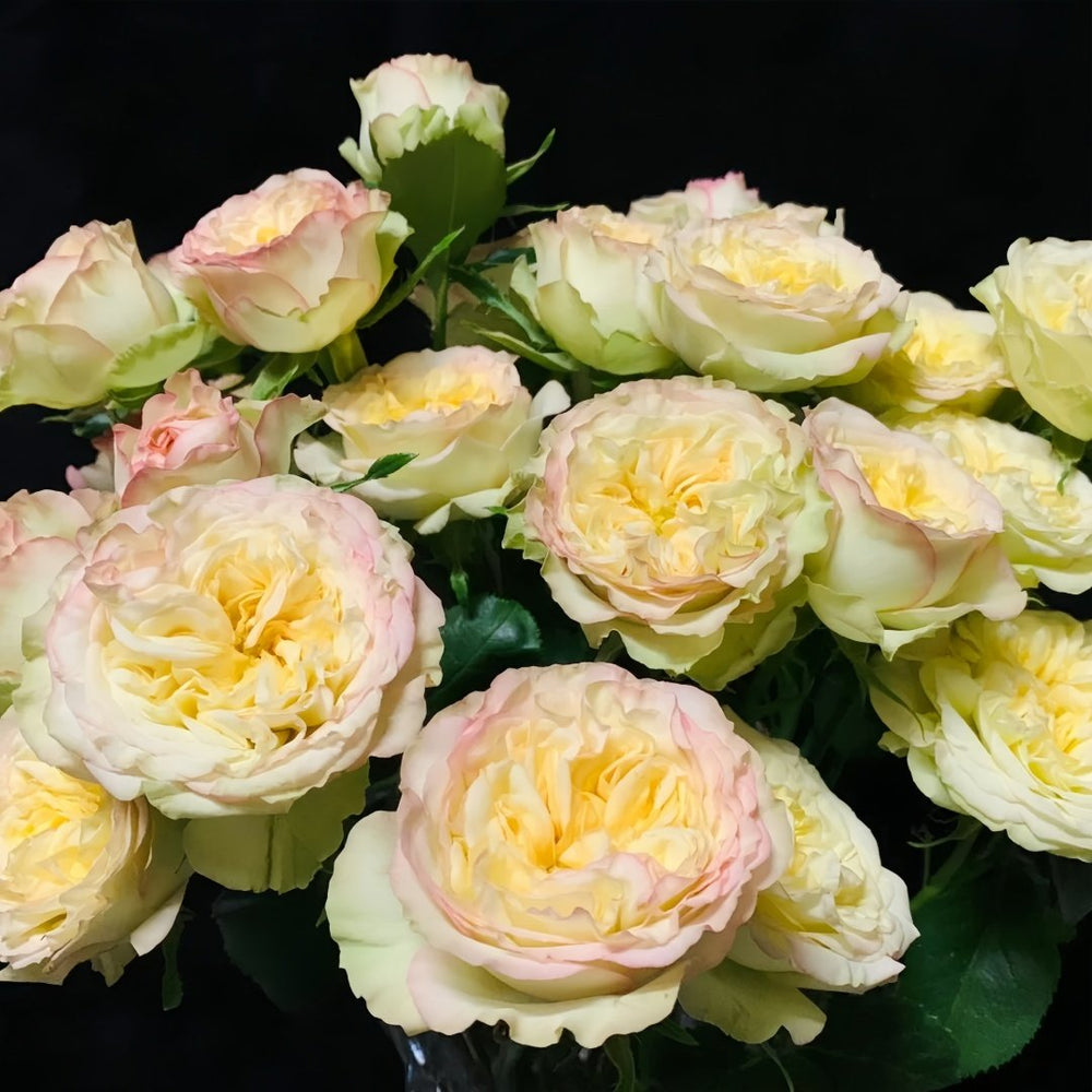 Yoga Trendsetter Rose Plant｜瑜伽潮流 image 7