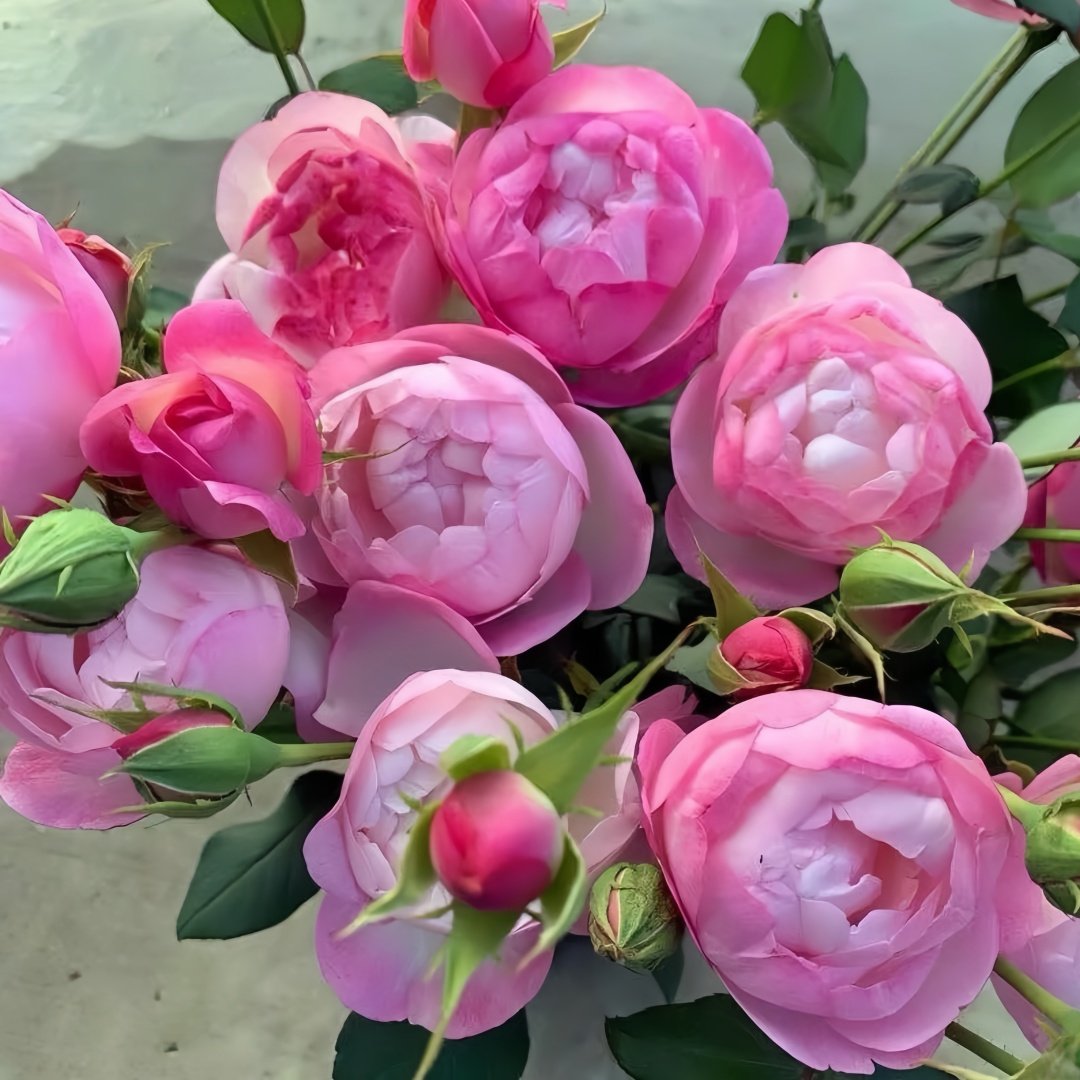 Strawberry Macaron Rose Plant｜草莓杏仁饼 image 4