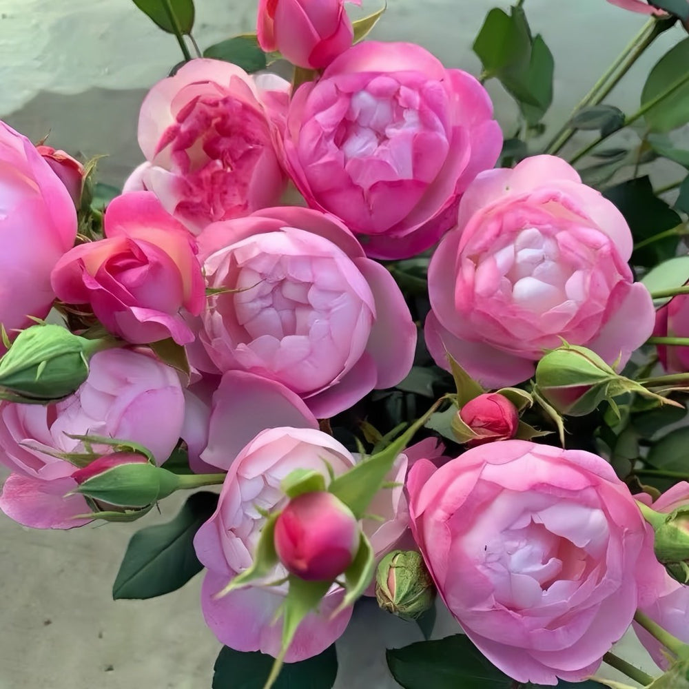 Strawberry Macaron Rose Plant｜草莓杏仁饼 image 4