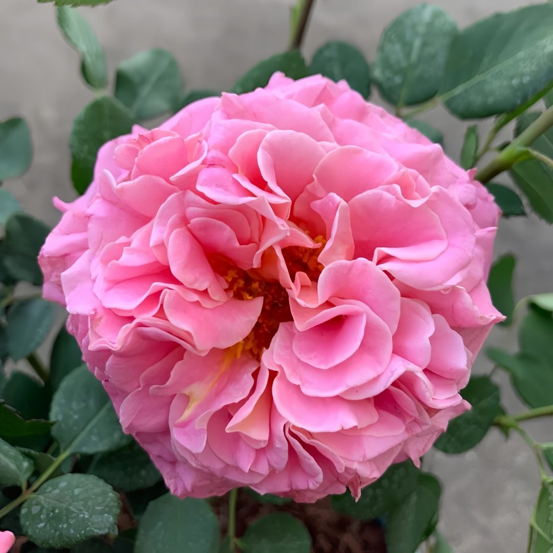 Ashley Rose Plant|艾希丽 image 3