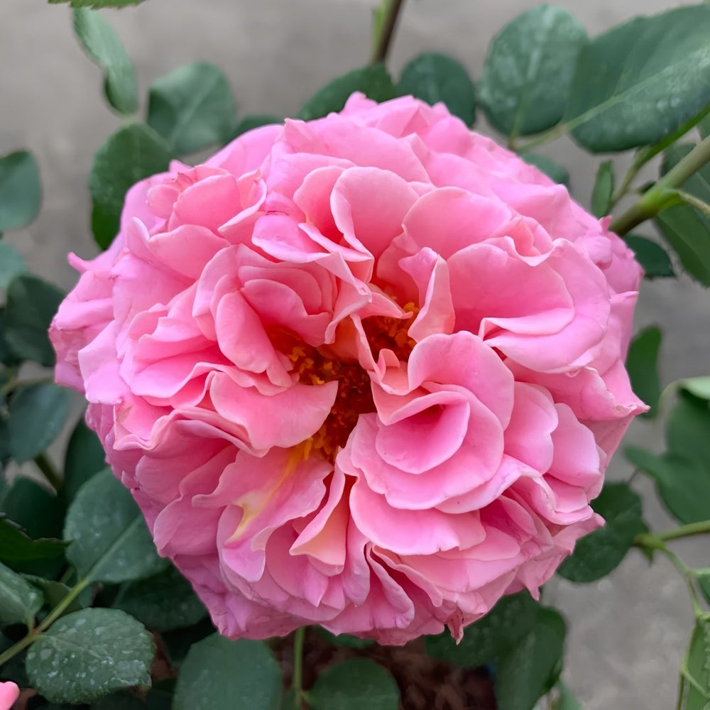 Ashley Rose Plant|艾希丽 image 3