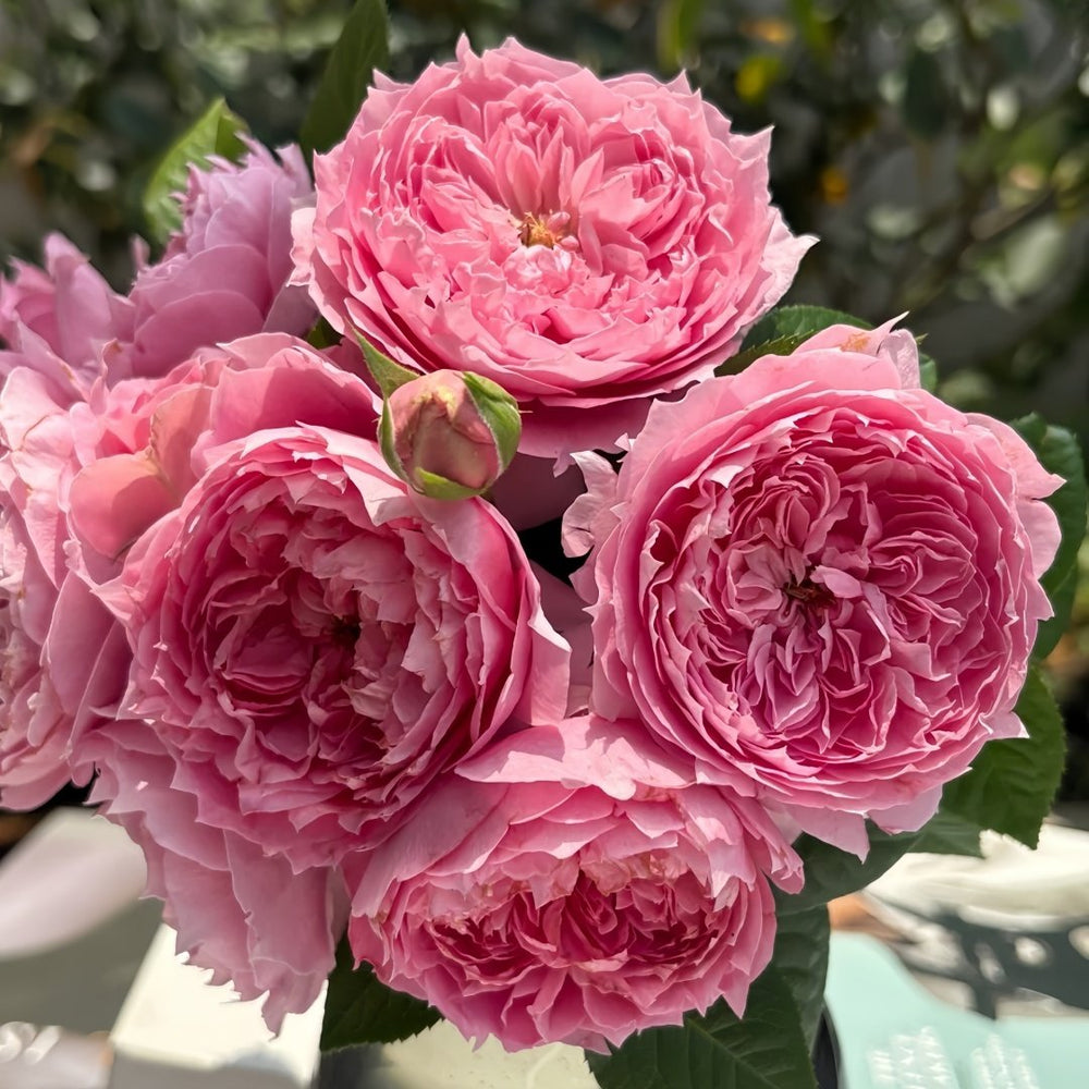 Prima Vista Rose Plant｜初见 image 4