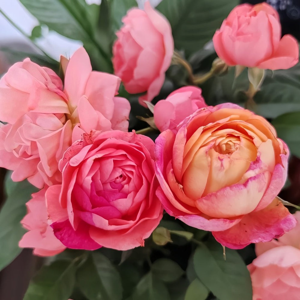 Aube Rose Plant｜破晓 image 3