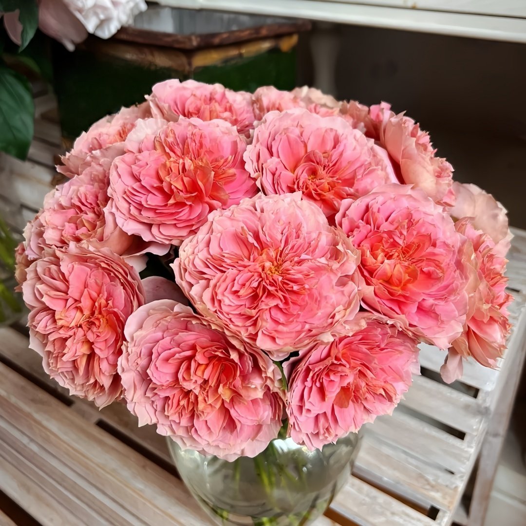 Moulin de la galette Rose Plant｜煎饼磨坊 image 2