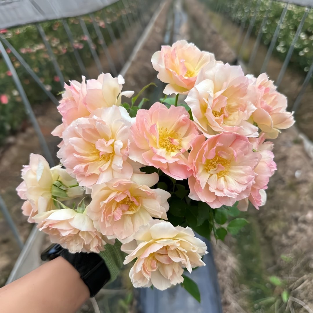 Nausica Rose Plant|娜乌西卡 image 3