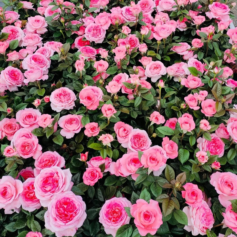 Fragonard Rose Plant | 花宫娜 image 9