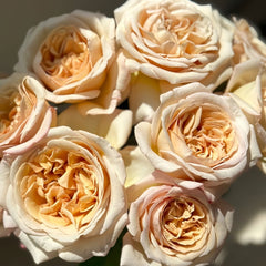 Rallye des Gazelles Rose Plant｜瞪羚拉力赛 image 1